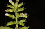 Slender wild basil